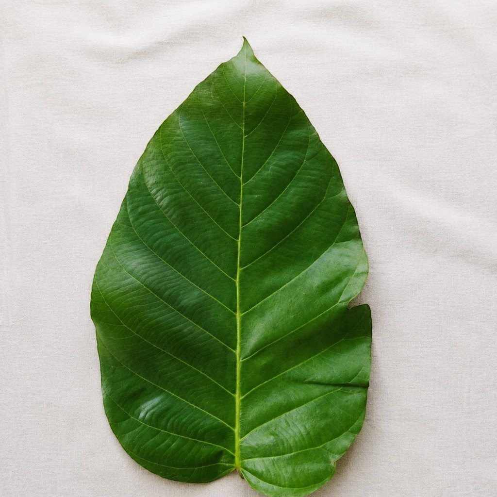 Fresh green sal leaf sourced directly from nature